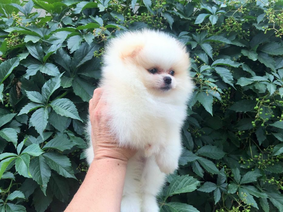 Померан мини Померанчета