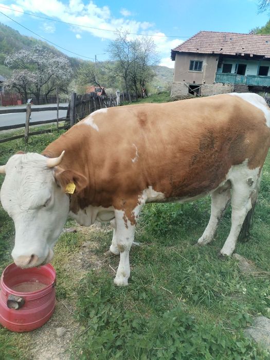 De vânzare vacă m