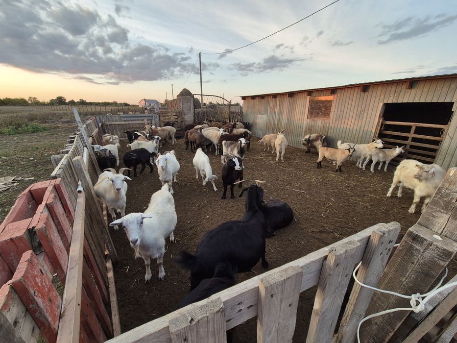 Продам КХ срочно от города 5 км!