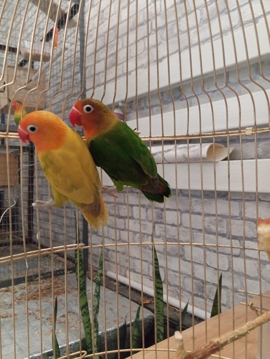 Продаются кареллы