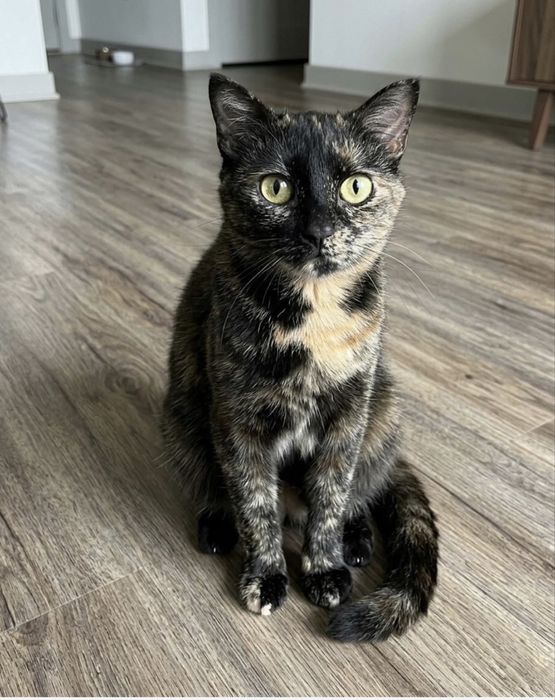 Кошка  стирилизованная