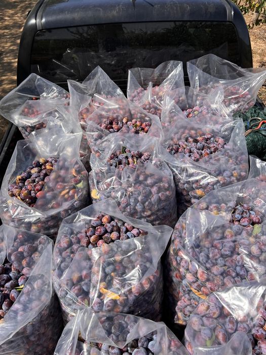 Prune de tuica  darjan
