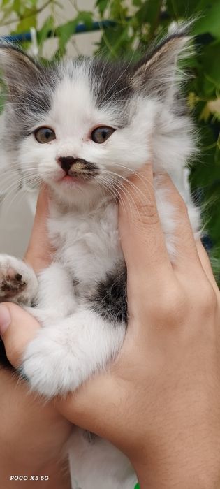 Продам котят, мушукчалар сотилади