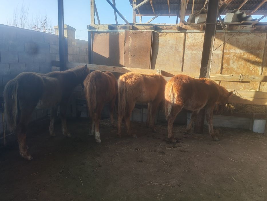 Жабагылар сатылады