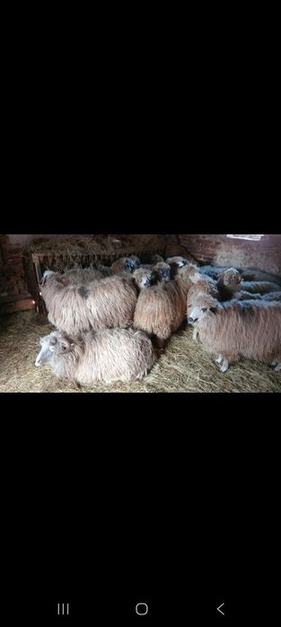 Vând 19 mioare (oi)