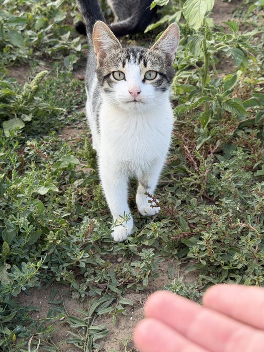 Отдаем котят в добрые руки