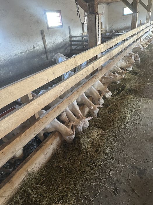 Vind capre de lapte saanen si alpine