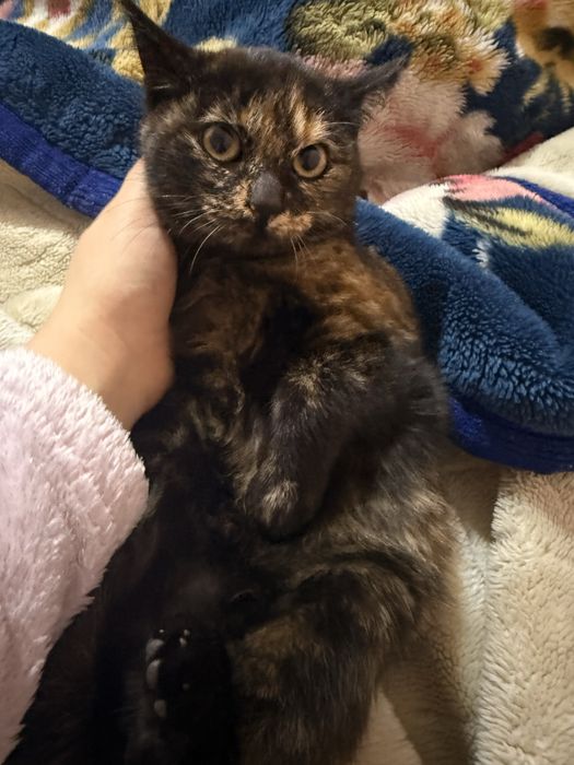 Домашние котята — только в добрые руки