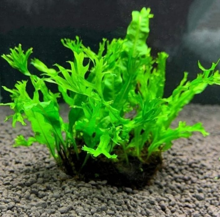 Аквариумные растения