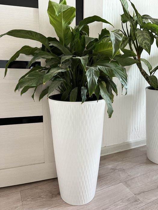 Комнатные цветы недорого