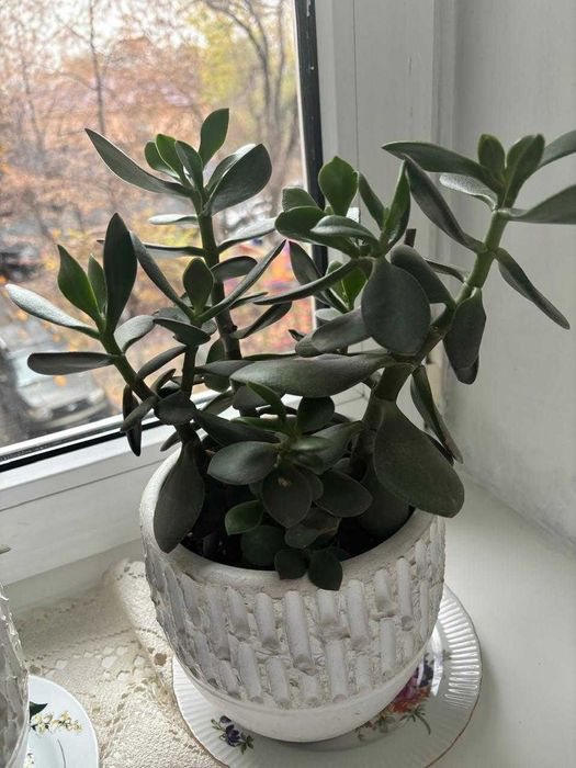 комнатные растения