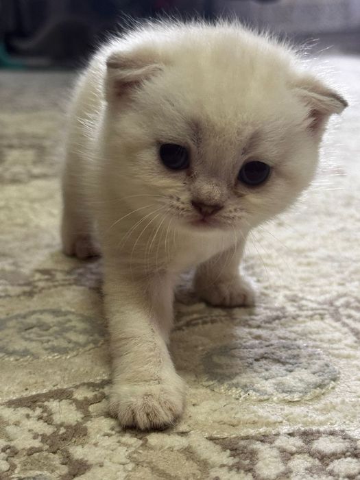 Продам котят шотландских