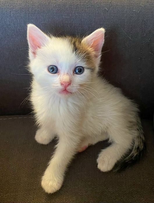 Adoptie pui de pisica 1,5 luni