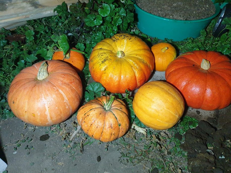 Продам домашнюю тыкву