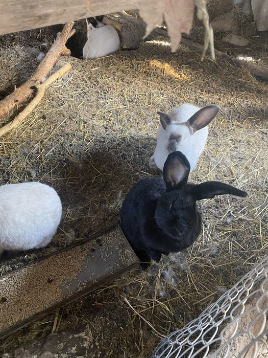 Кролики самцы и самки