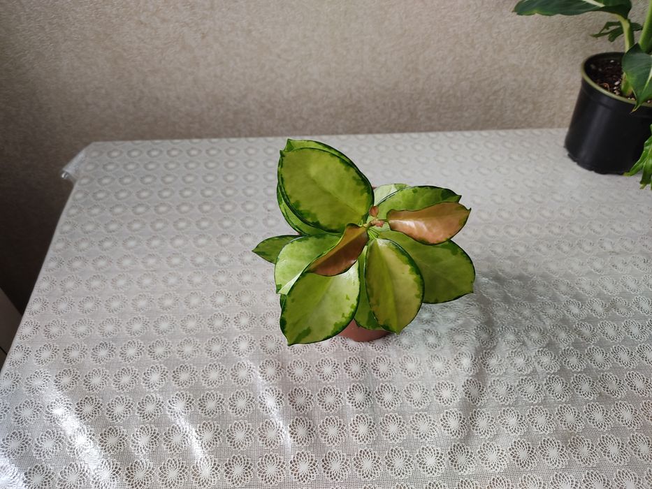 Домашние растения