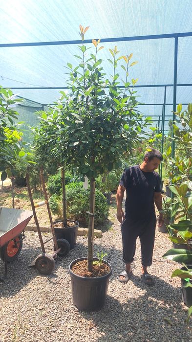 Shamshot va dekorativni darahtlar bor toshkenda