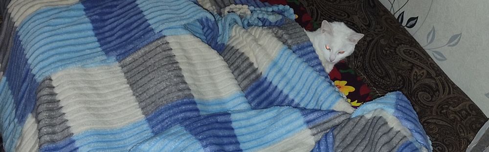 Отдам даром кота