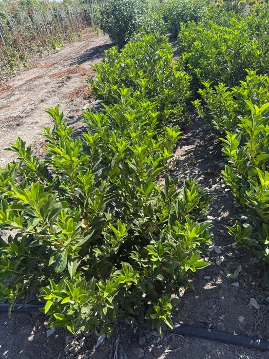 Prunus Laurocerasus Caucasica - veșnic verde
