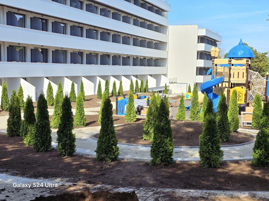 Tuia smaragd super preț