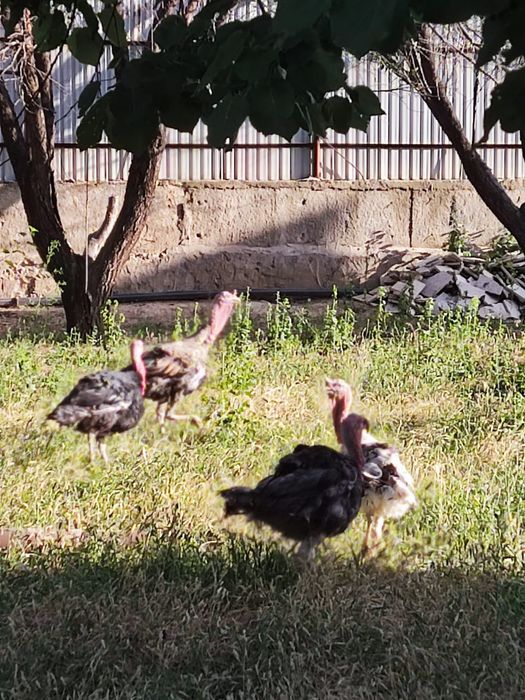 Продам яйца индюшки