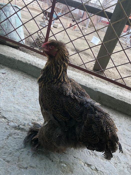 Продоётся курапатший брама