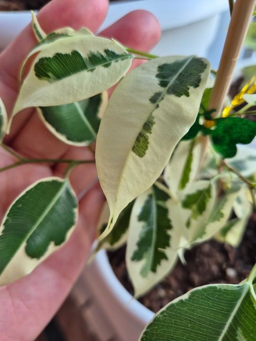 Комнатные цветы недорого