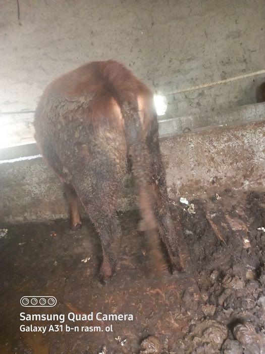 Boqilgan gunojinlar sodiladi tel