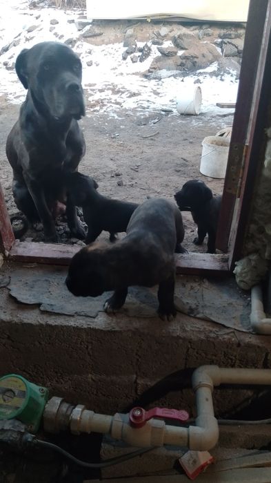 Порода Кане корсе