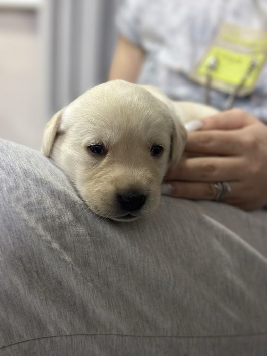 Щенки лабрадора ретривера бронь