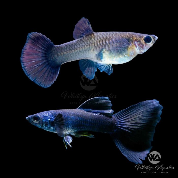 Гупи Синя Московска и Albino blue topaz