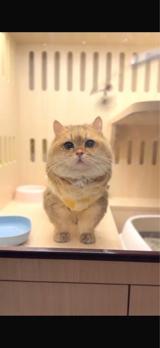 Вязка манчкин с родословной привозной