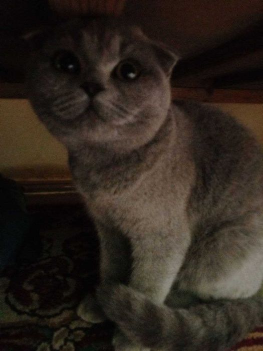 Mushuk sotiladi tezda