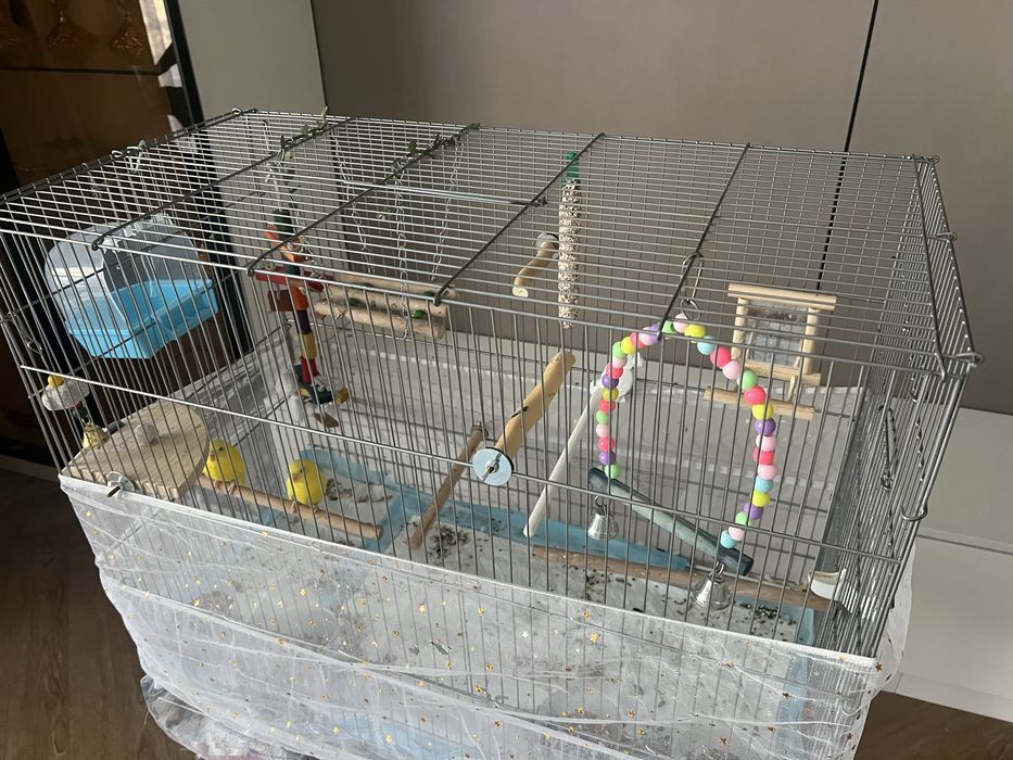 Продам волнистый попугай срочно