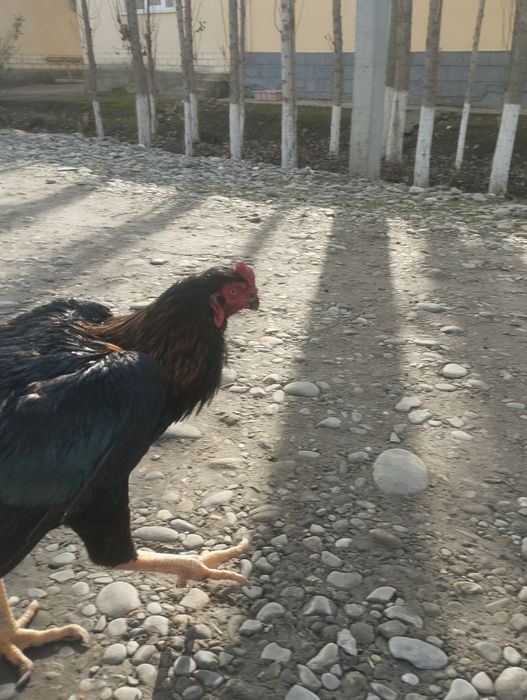 Dakan xuroz sotiladi