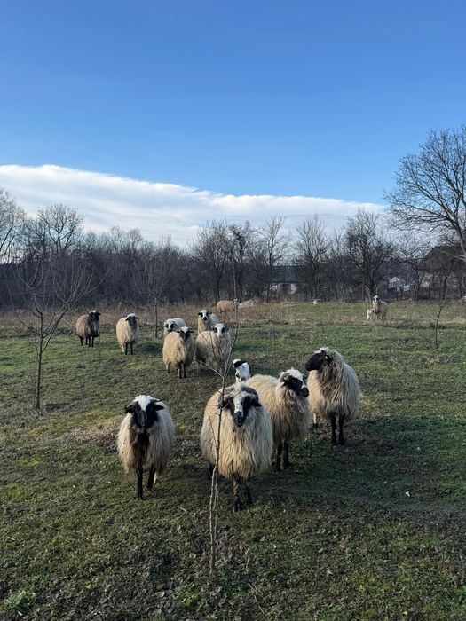 Vând oii tinere ,3 deja la prima fătare