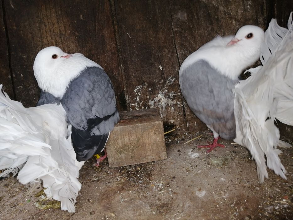 Porumbei voltati