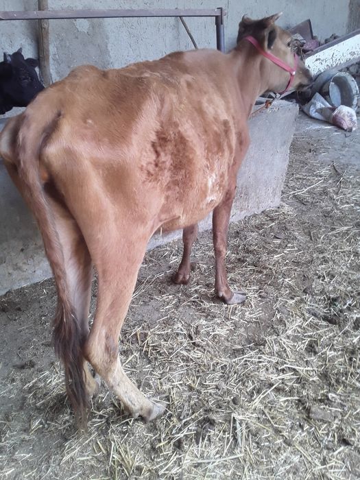 5..Oylik Bug‘oz Sigir Sotiladi. Buxoro Jondor