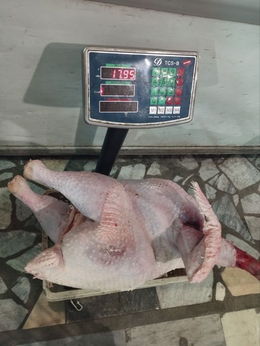 Индук биг 6 сотувга таер