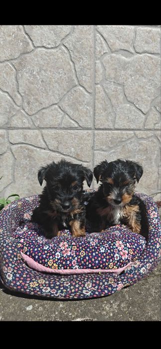 Йоркширски териери