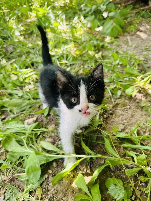 Отдам котят бесплатно