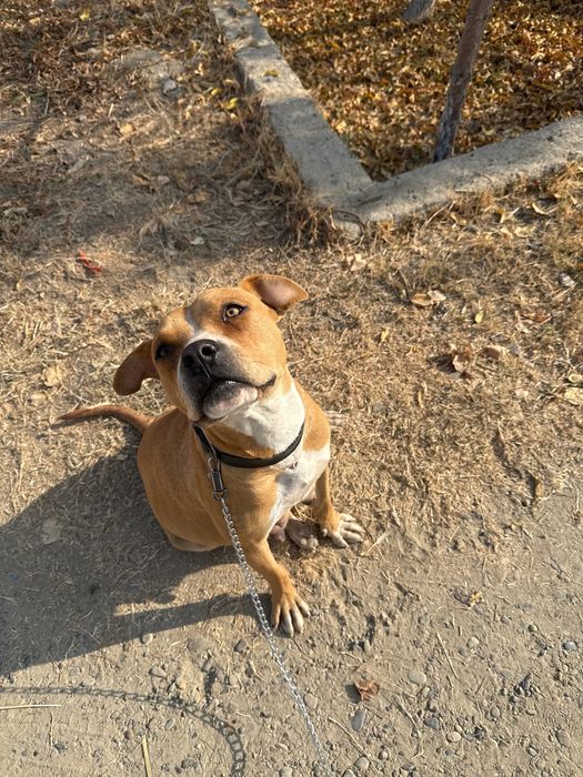 срочно нужна передержка собаке с щенятами