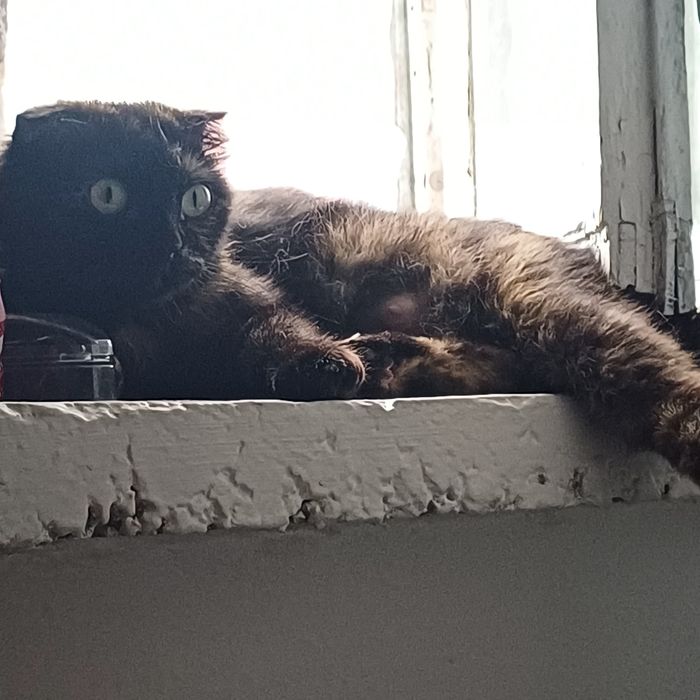 Котята с кошкой.