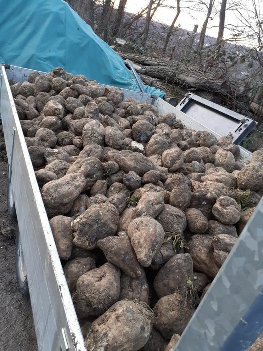 Sfecla de zahar intreaga sau tocata‼Lichidare de stoc‼