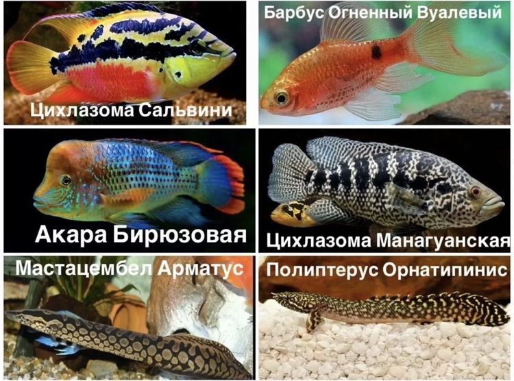 Аквариумные  рыбки