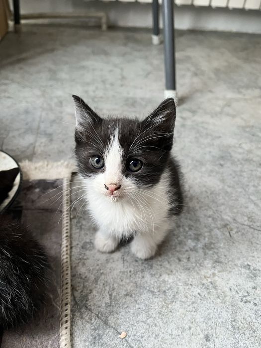 Отдам котят в хорошие руки
