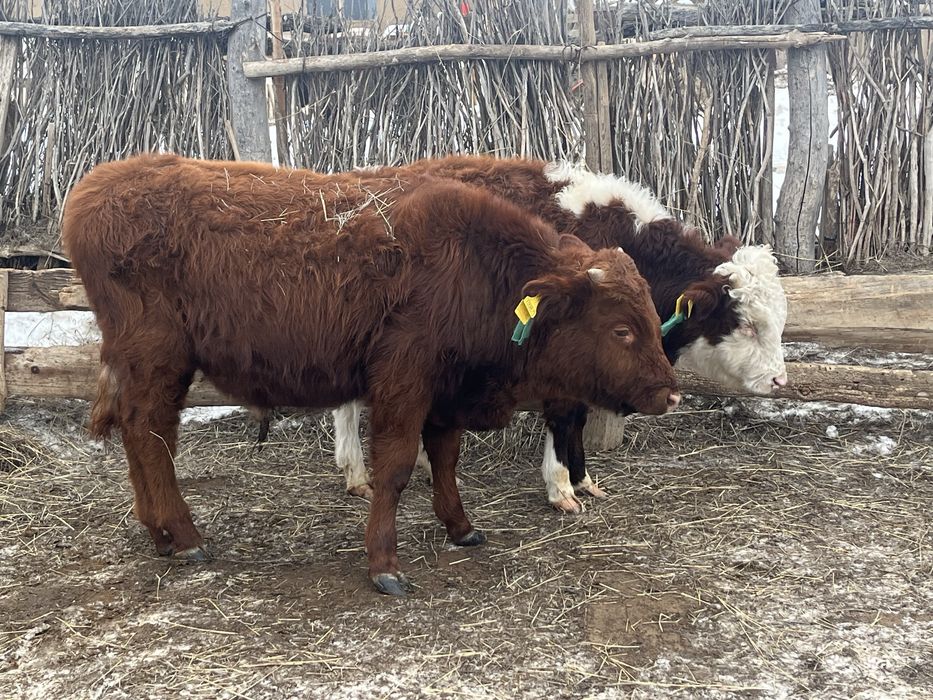 4 Баспақ  бұқа  Сатылады