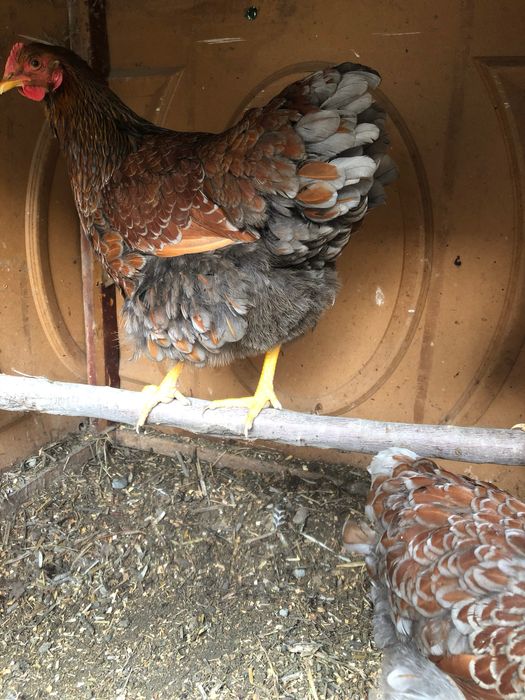 Вияндот золото товуклари