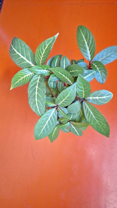 комнатные горшочные цветы