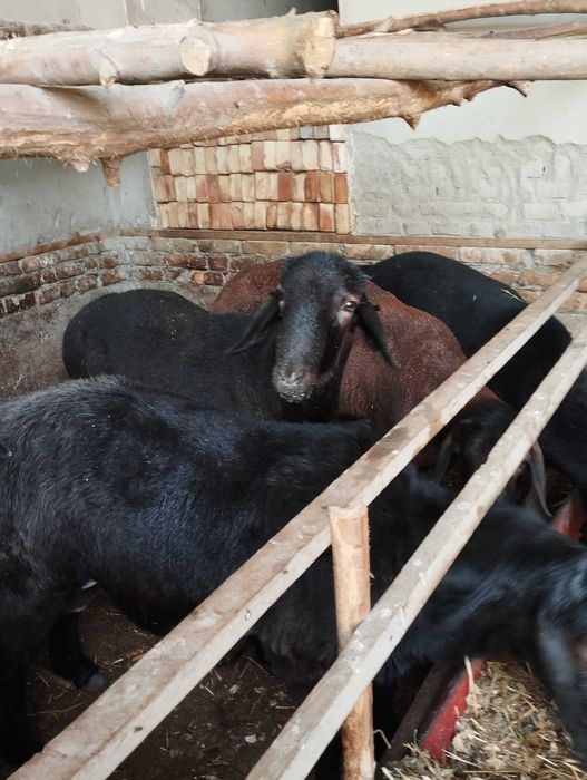 Курбонликка кучкорлар сотилади.